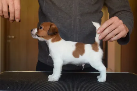 Jack Russell Terrier - Sailor