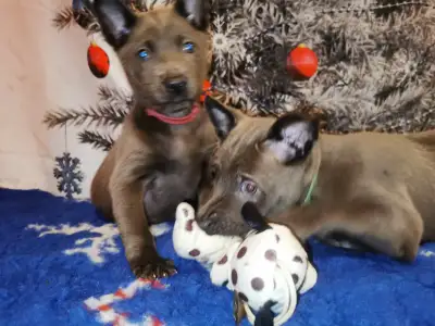 Thai Ridgeback - Brook Wild-romance Of Chiang Exotic Wolfs