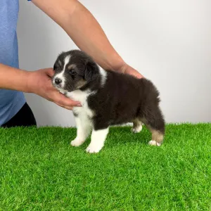 Owczarek astralijski aussie - Bastian