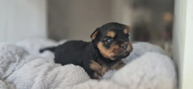 Yorkshire terrier - Lamborghini Diablo