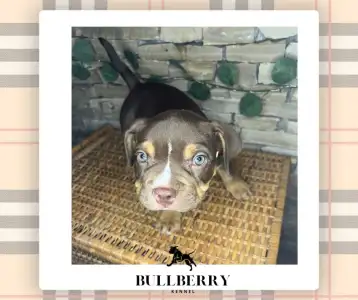American Bully - Standard - Loganberry