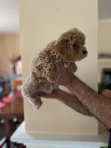 Maltipoo - Maltipoo Toy Karla