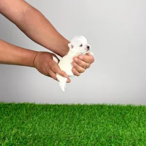 West Highland White Terrier - Kisses