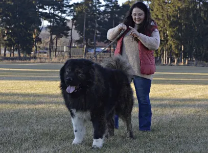 Caucasian Shepherd Dog - Shurik Russtil K.o.