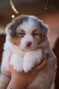 Australian Shepherd - Winstead Grand Illusions