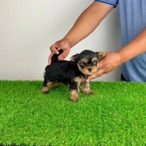 Yorkshire Terrier - Axa