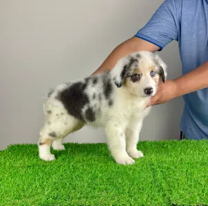 Australian Shepherd - Sillie