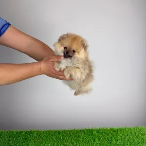 Szpic miniaturowy - Wenka