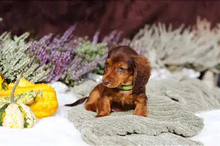 Jamnik - Sólyomvári Koda