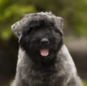 Flanders Cattle Dog - Kék