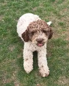 Lagotto Romagnolo - Aisha