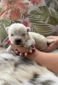 West Highland White Terrier - Betty