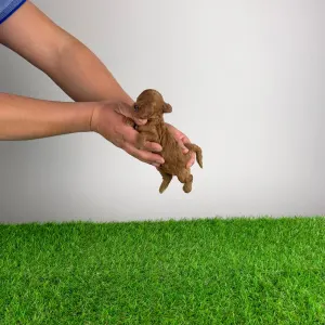 Trpasličí pudl - Markus