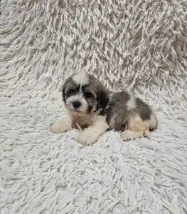 Havanese - Milo