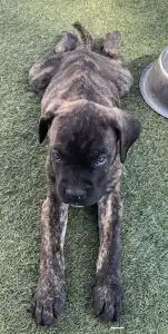 Cane Corso Italiano - Alfonz