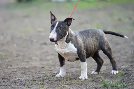 Miniature Bullterrier - Atlasz