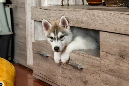 Szibériai husky - Saint Michael Island Impossible But Not For Me 