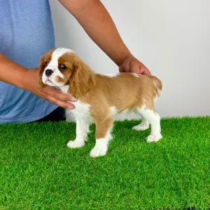 Cavalier King Charles Spaniel - Tanja