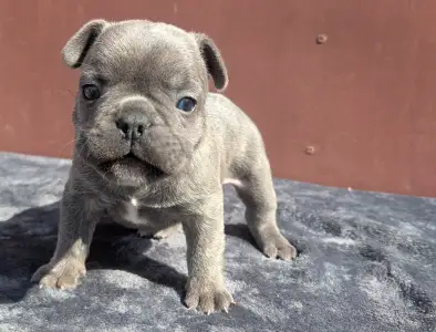 Francia bulldog - Carter