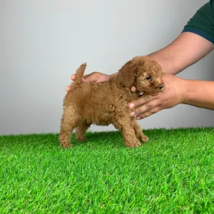 Poodle Toy - Remy