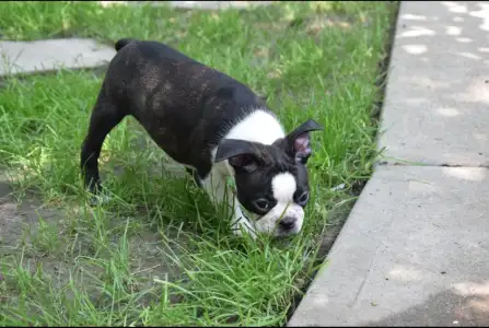 Boston Terrier - Günther