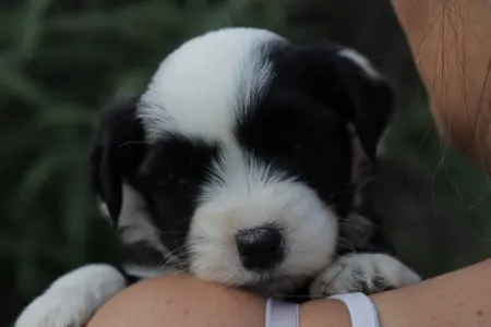 Tibetan Terrier - Kado