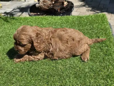 Cavapoo - Redjohn