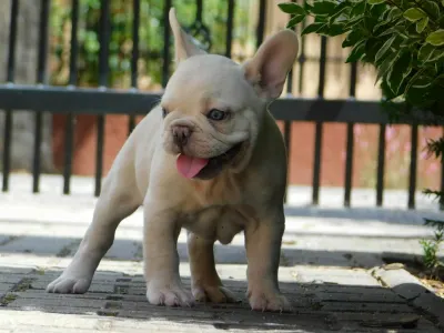 French Bulldog - Zyva