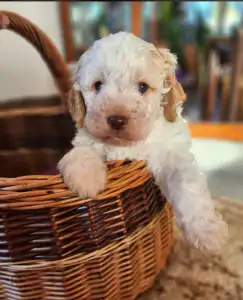 Lagotto Romagnolo - Aisa
