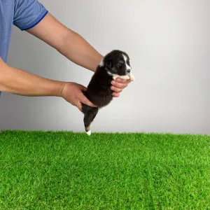 Australian Shepherd - Bastian