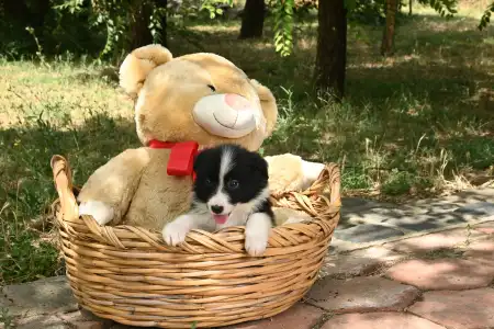 Border Collie - Dazzling Borders Beautiful Addiction