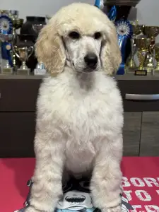 Poodle Standard - Giant Miracles Extazy Velvet Queen Amber