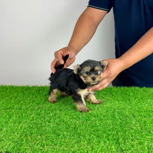 Yorkshire terrier - Emios