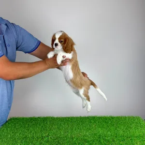 Cavalier King Charles Spaniel - Orbin