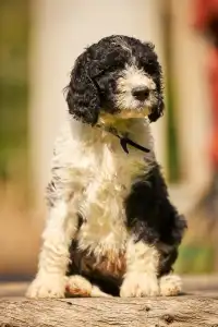 French Water Dog - Fjord