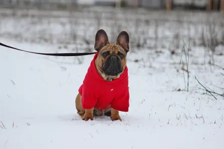 Bulldog francez - Hajósbulldy Milkman