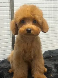Pudel Toy - Samu(toy Size)