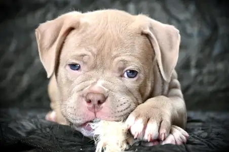 American Bully - Pocket - Zaria