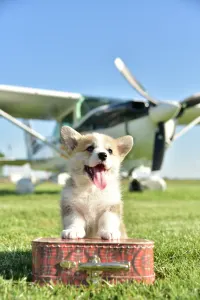 Welsh Corgi Pembroke - Gingers Heritage Duke Skyborne