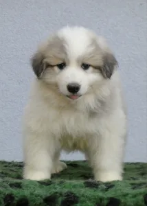 Pyrenean Mountain Dog - Candybelldream Ella