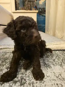 Lagotto Romagnolo - Bobby
