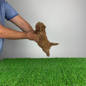 Poodle Miniature - Hella