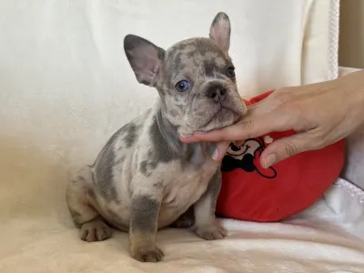 Francouzský buldoček - Pacsi