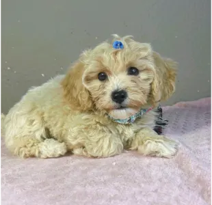Maltipoo - Brian