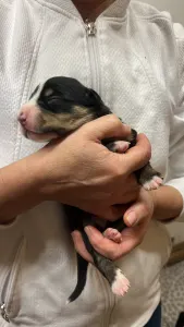 Entlebucher - Gala Helvétsky Priateľ