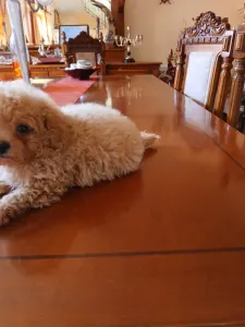 Maltipoo - Maltipoo M