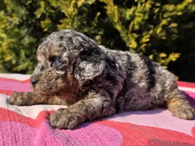Cavapoo - Céline