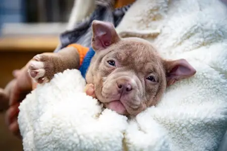 Amerikai Bully - Pocket - Elfy