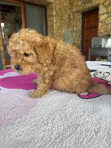 Poodle Miniature - Teddy