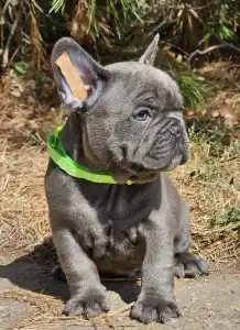 French Bulldog - Sky 